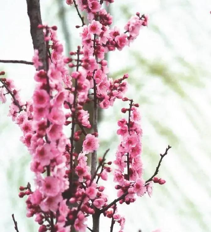 3月中旬淮南蔡城塘边，油菜花开得正艳，谁料一丛梅花竟突然炸开，满树灿烂，愣是比正