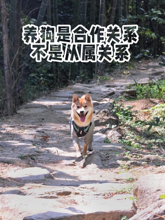 思考｜我和狗狗是合作共进的信任关系