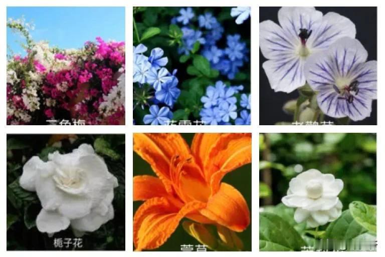 【忆王孙·夏花】
文/风鸽(张晓峰)
一
轻风涌浪小池塘，过雨芙蕖袅雅香，
荷上