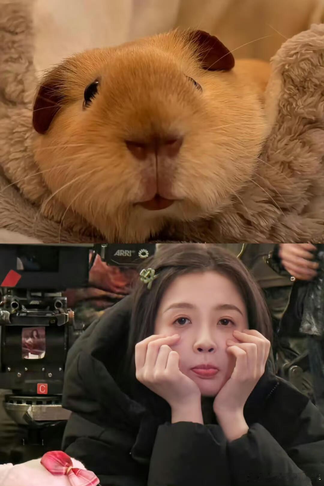 虞书欣认证兔塑虞书欣亲自认证自己是兔塑了，笑起来完全一模一样啊我说，就这样软萌～