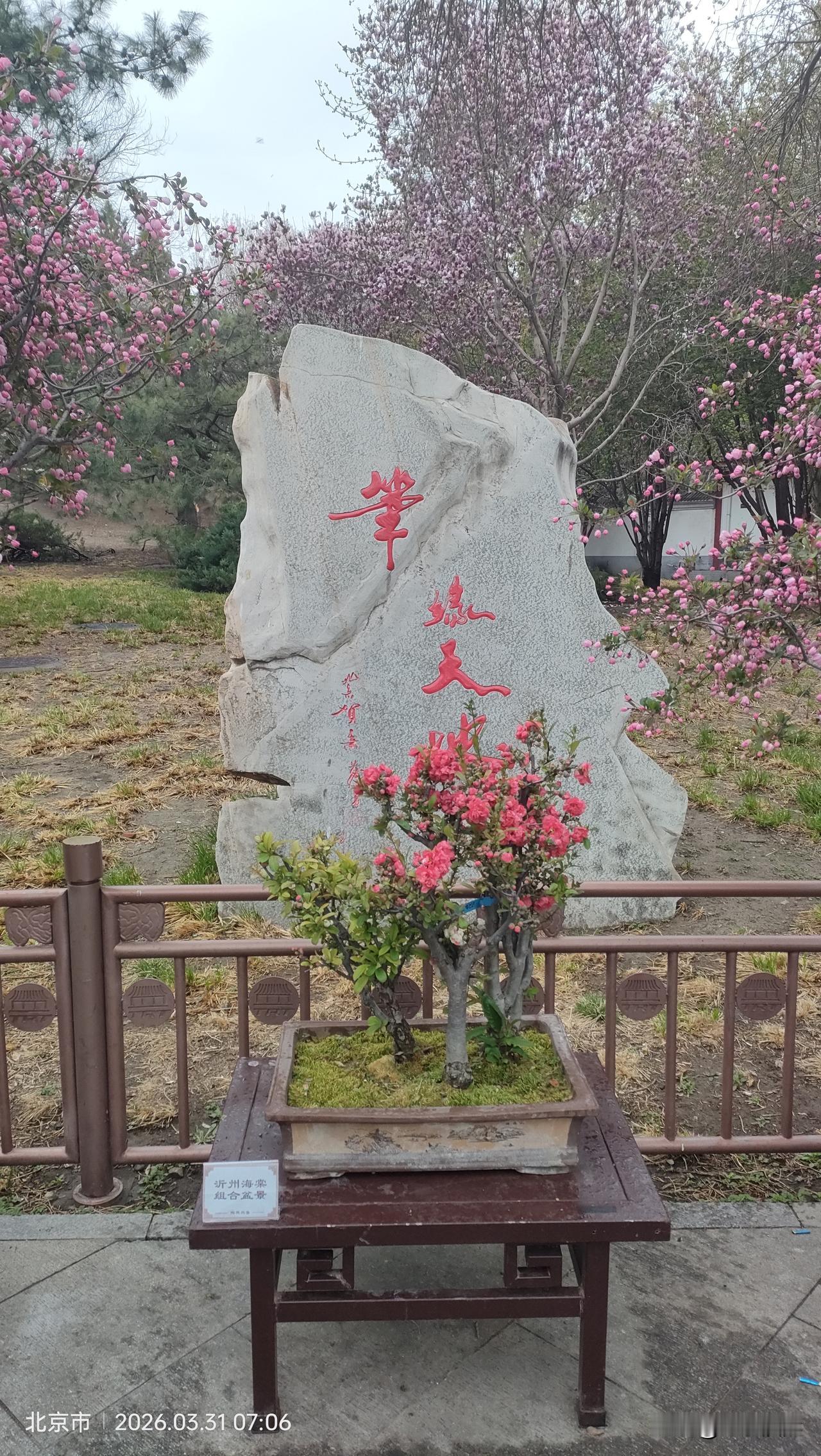今日分享随手拍照片今游陶然亭公园，仿佛进入到花的海洋。四周都是含苞欲放的花蕾，和