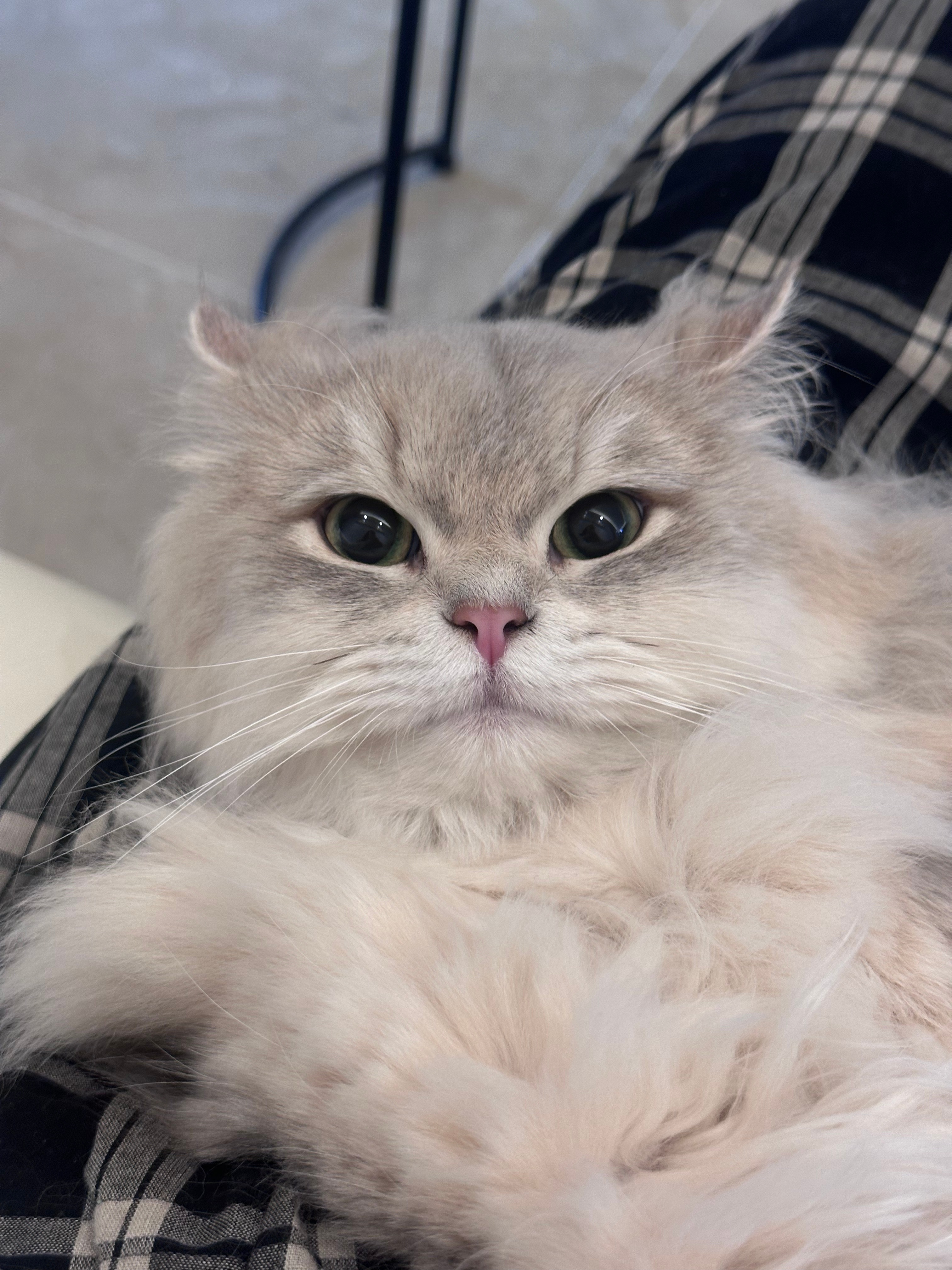 他好像知道自己很帅[爱慕][爱慕]ps：会打王者荣耀版#猫##王者荣耀##游戏2