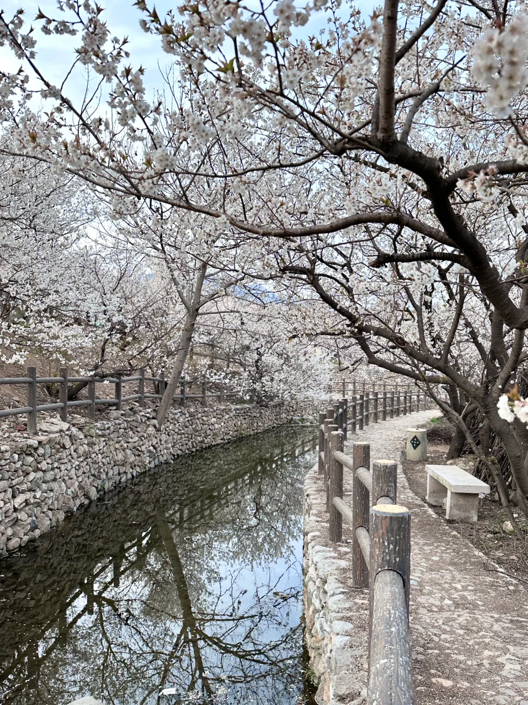 感受live图下的春天🍃青岛樱花河谷没人‼️