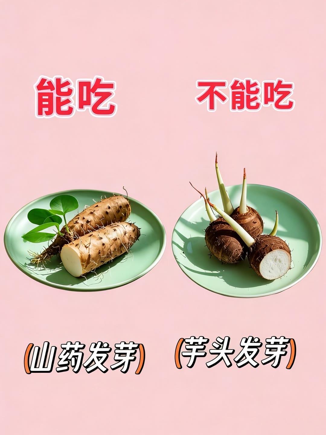 什么都行发芽了不能吃你知道吗夸来看看不宜食用的蔬菜 吃它要注意 发芽姜 食材食用