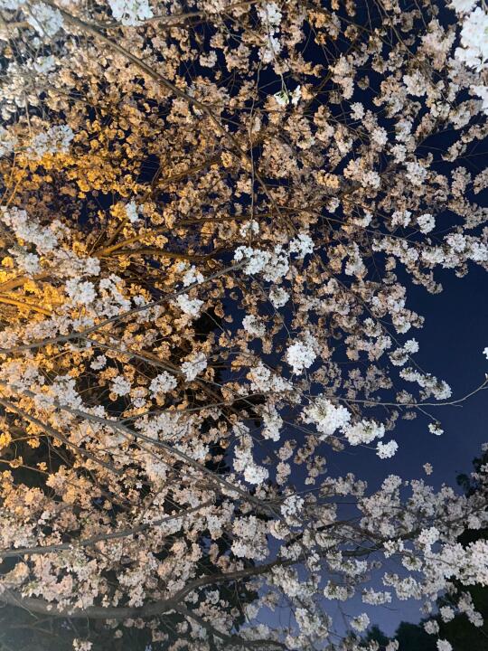 洛阳空气是樱花味的🌸