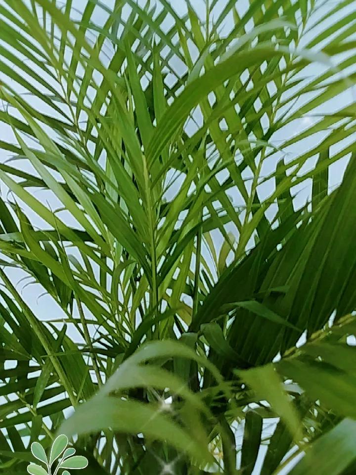 今年春天最想实现的心愿只希望我老公买的凤尾竹，能茁壮成长，开出美丽的花朵。