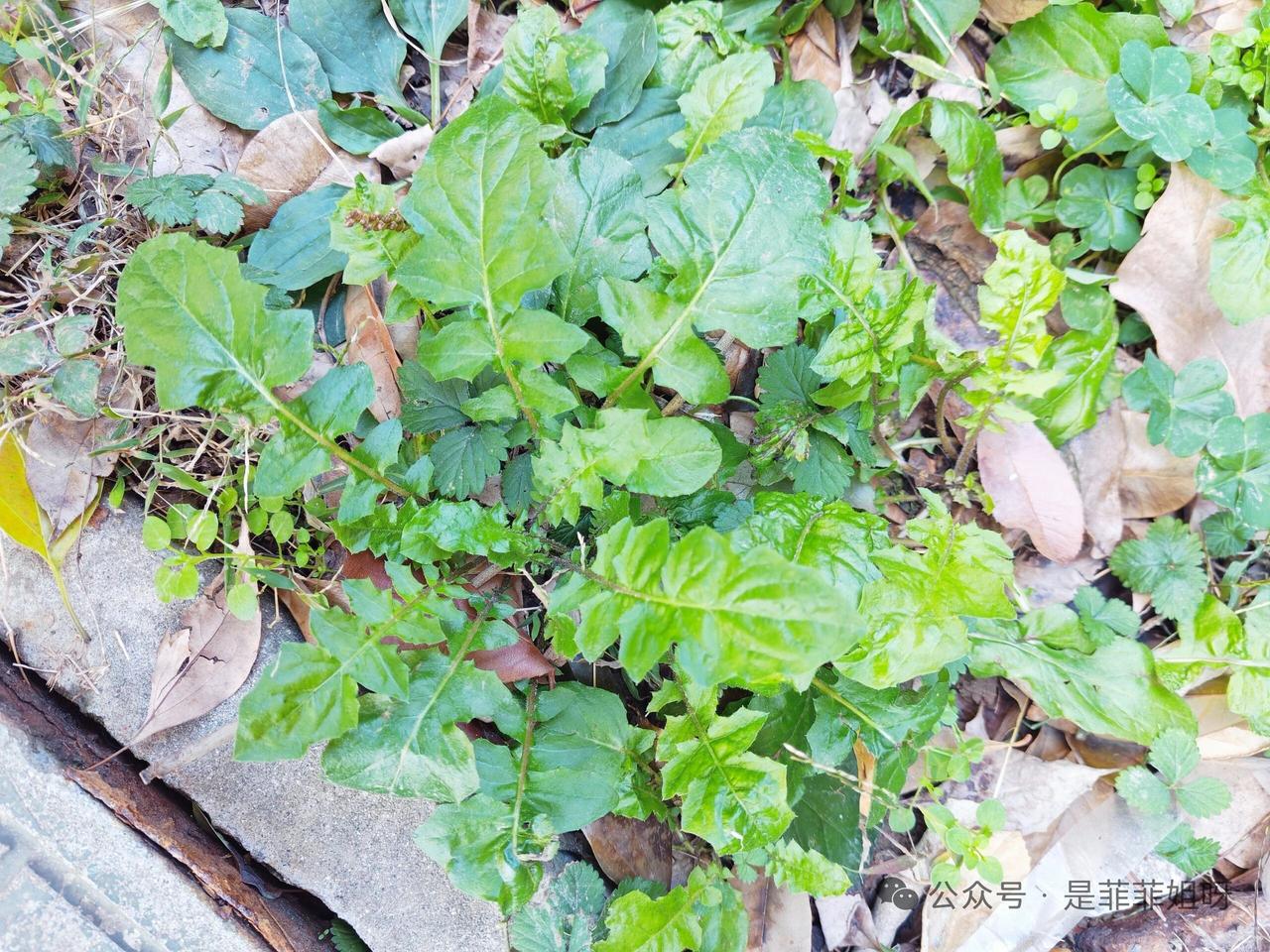 这是荠菜吗？偶尔看到网友发的图，问这个是荠菜吗，她天天想下手挖，又怕不是。

回