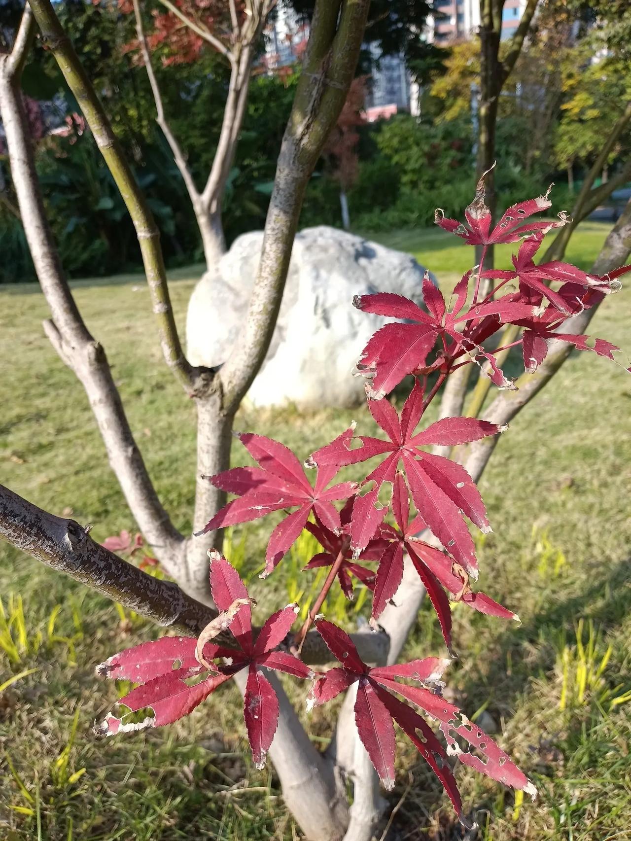 联合国怎么了？居然开始表扬我们了。说今年我们和俄罗斯的工资大幅度上升。西方都在下