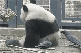 熊猫动物园乌鸦为何啄拉大熊猫皮毛？

有网友在大熊猫动物园里，目睹几只乌鸦啄扯大