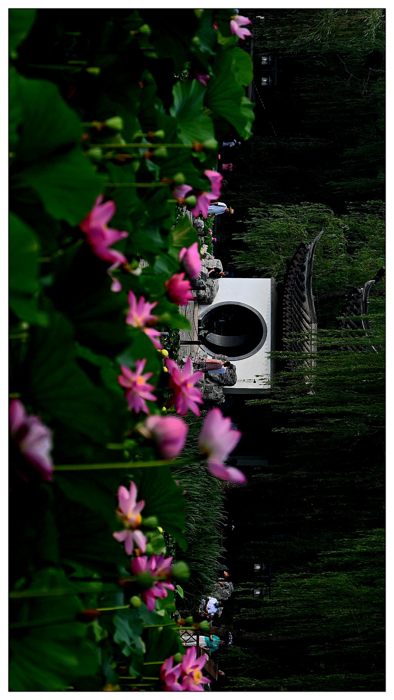 陶然荷花景