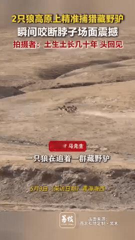 “弱肉强食”！青海，一只野狼追着一群藏野驴跑，突然，山顶上又冲下来另一只野狼，它