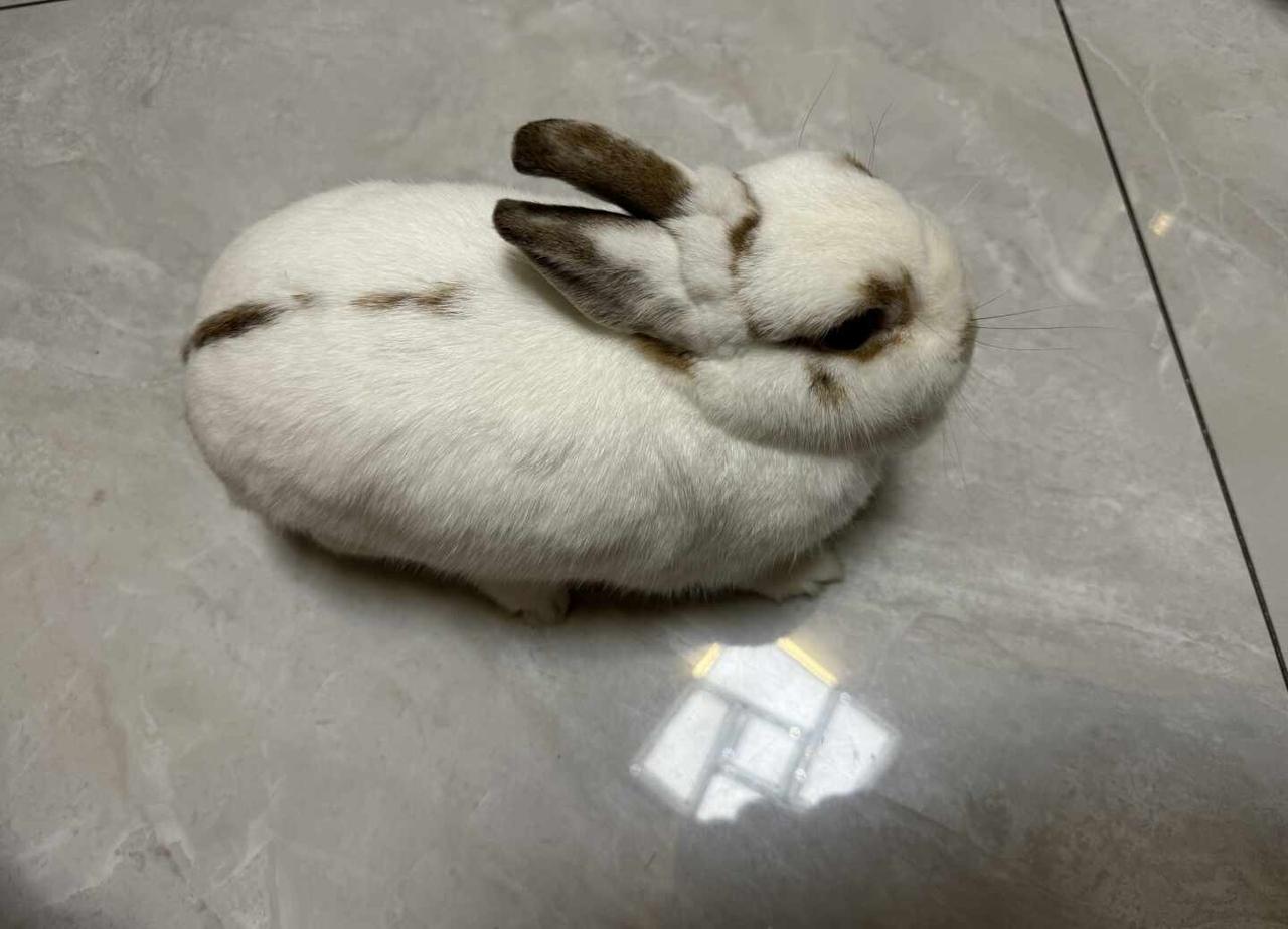 请推给苏州想要养碎斑侏儒兔的人～
苏州 苏州本地 苏州高新区 苏州工业园区 苏州