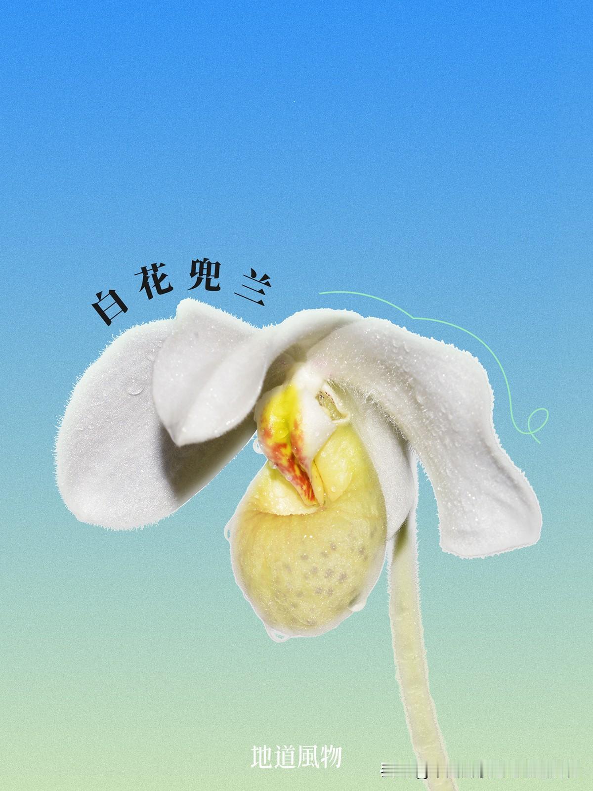 在贵州赏春花，看珍稀植物开出百花乐园
 
贵州的花里，有最长的春日，也能看尽黔山
