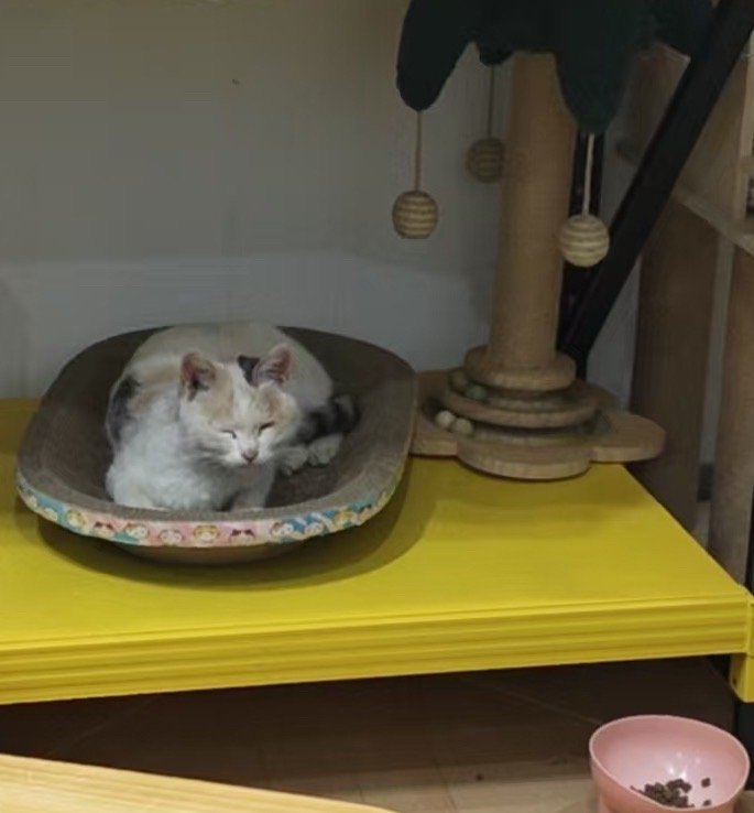 今天北京室外体感温度快-20°C了，我家那位又捡猫了……特别瘦，特别饿，吃了好几