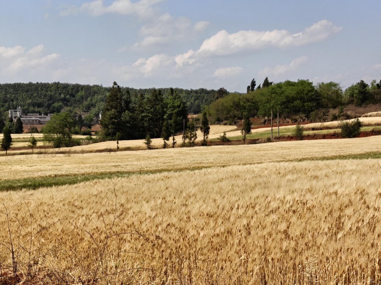 希望的田野

     回乡祭祖，风吹麦浪，田野金黄，想起那首动听的歌：我们的家
