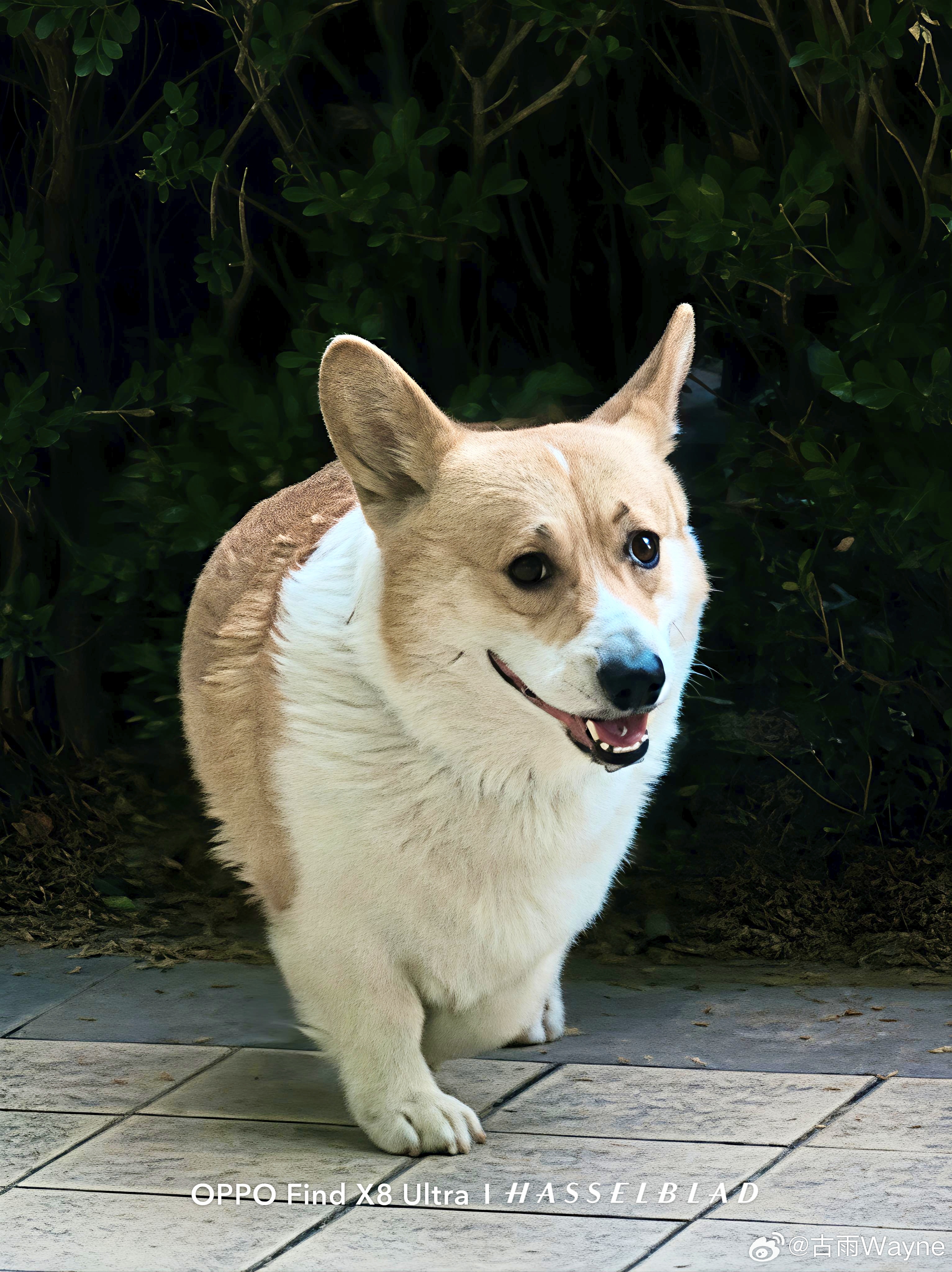 宠物摄影 小狗狗🐶老黑的日常随拍oppo超影像oppoOPPO