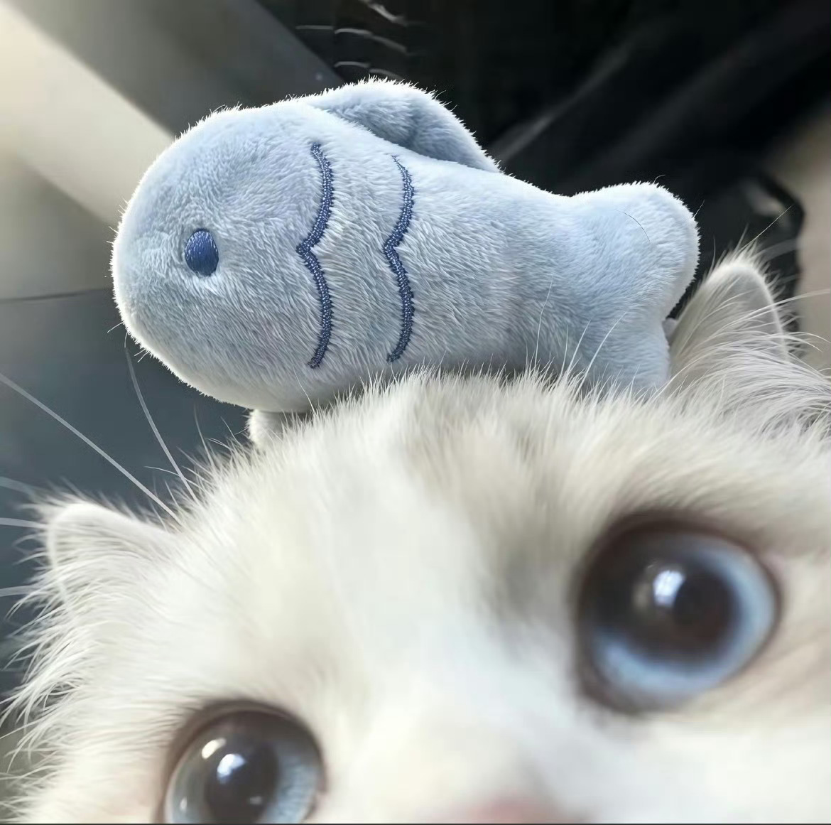 小猫不小心打开了前置摄像头