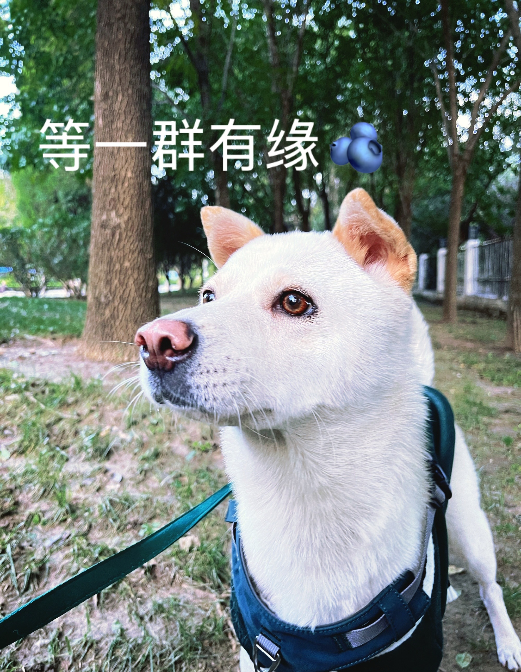 吴磊  🟢𝙇𝙀𝙊 𝙒𝙐🟢【8.5华为】✖️【8.8和平精英】线下物