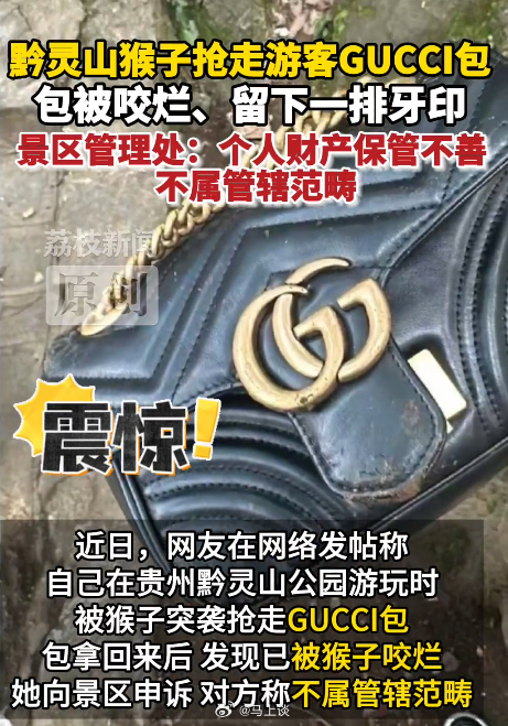 女子GUCCI包被黔灵山猴子抢走咬烂，向景区申诉索赔遭拒绝。这不是无理取闹么？你