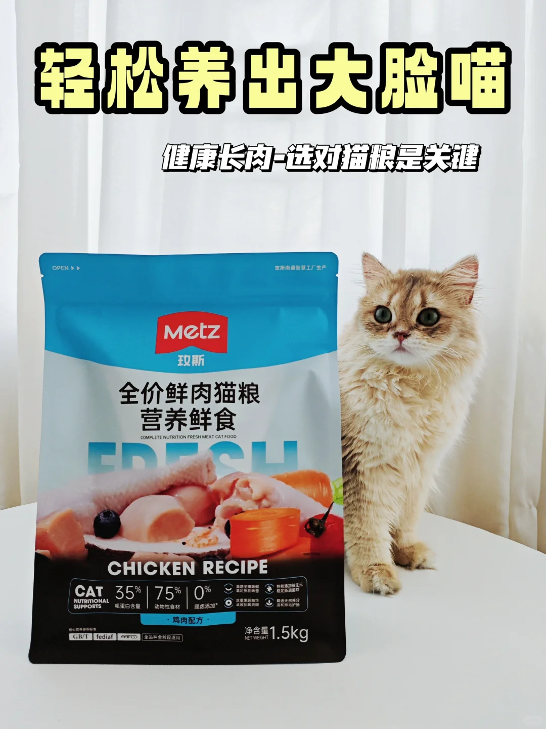 新手养猫 | 如何轻松养出大脸喵