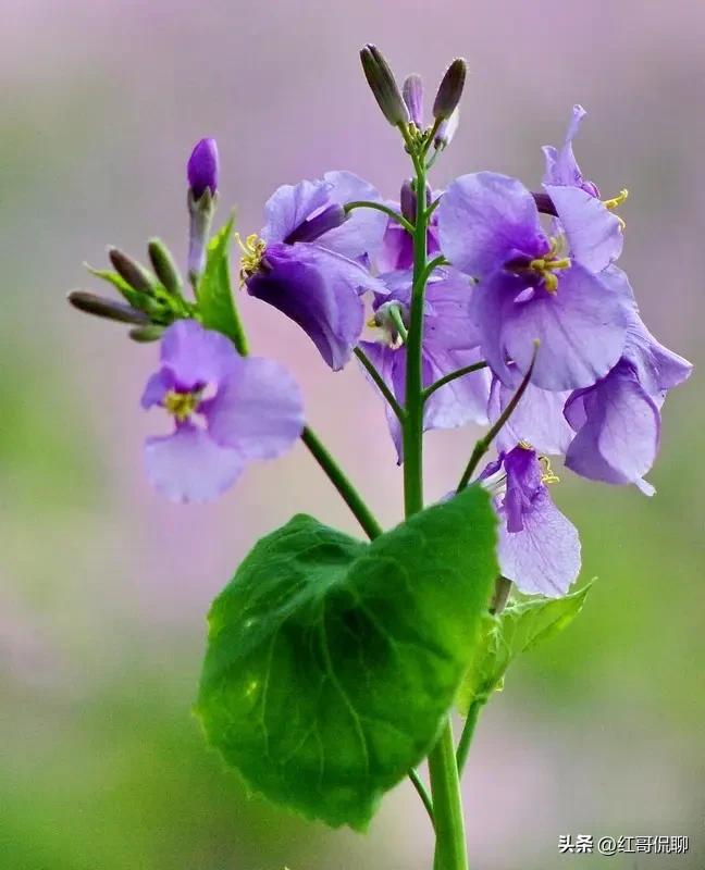 二月兰
初春花开多黄白，
唯君最早送蓝彩，
长长花冠对朝外，
坡上坡下花胜海。