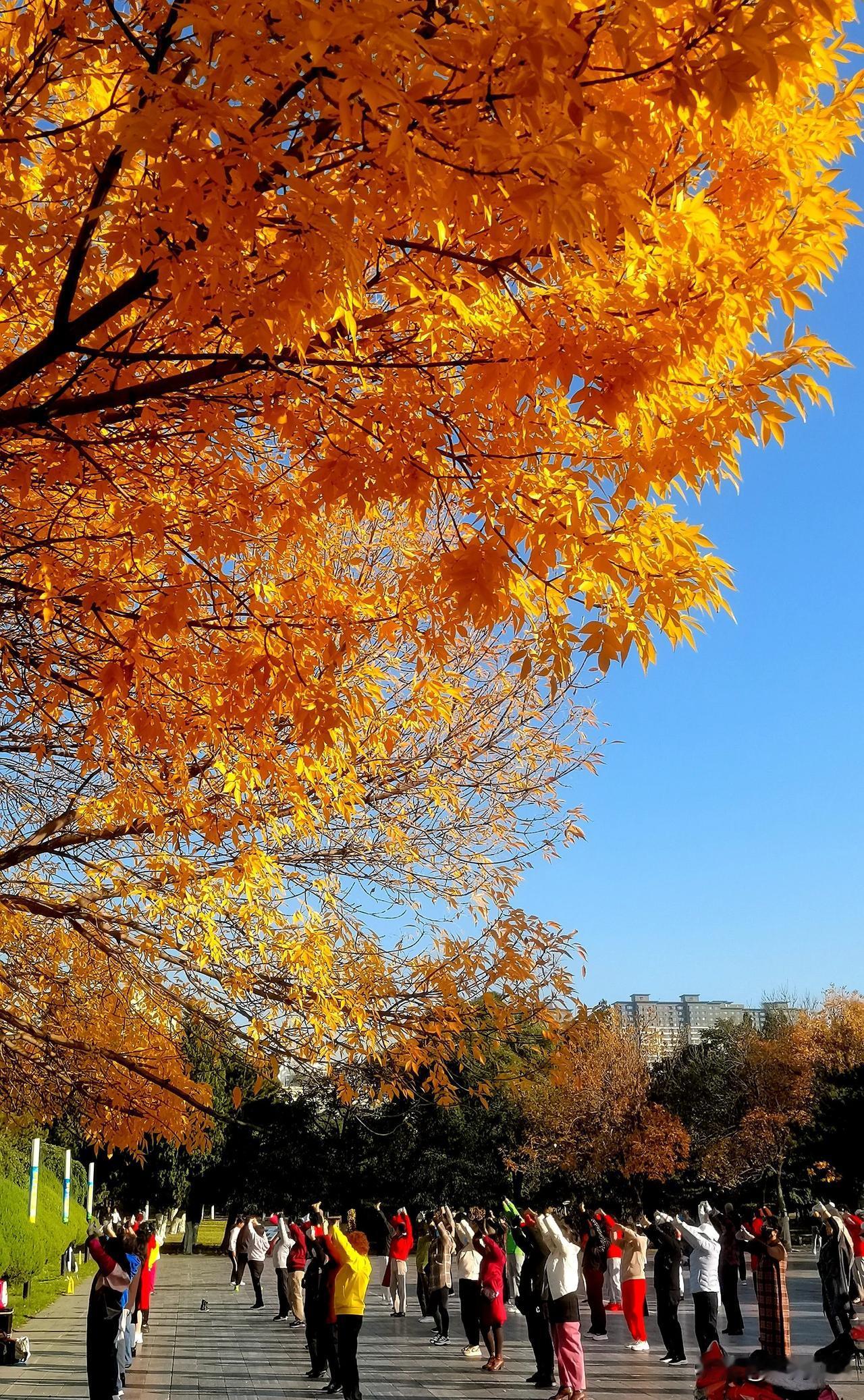 （原创）
美需要去发现
同一棵树  在不同的时间 空间  角度展现出了不同的美
