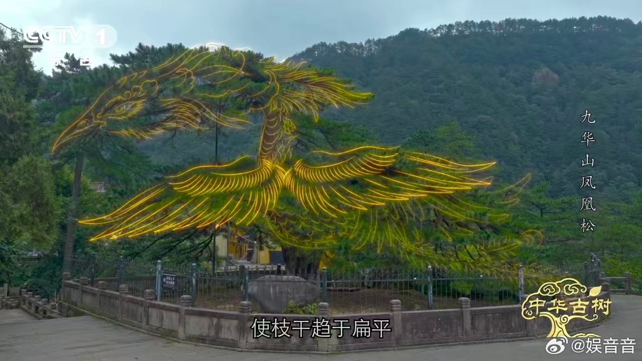 约1400岁古松树像一只大凤凰风一吹千年古松秒变展翅凤凰 真的被这棵古松硬控了半