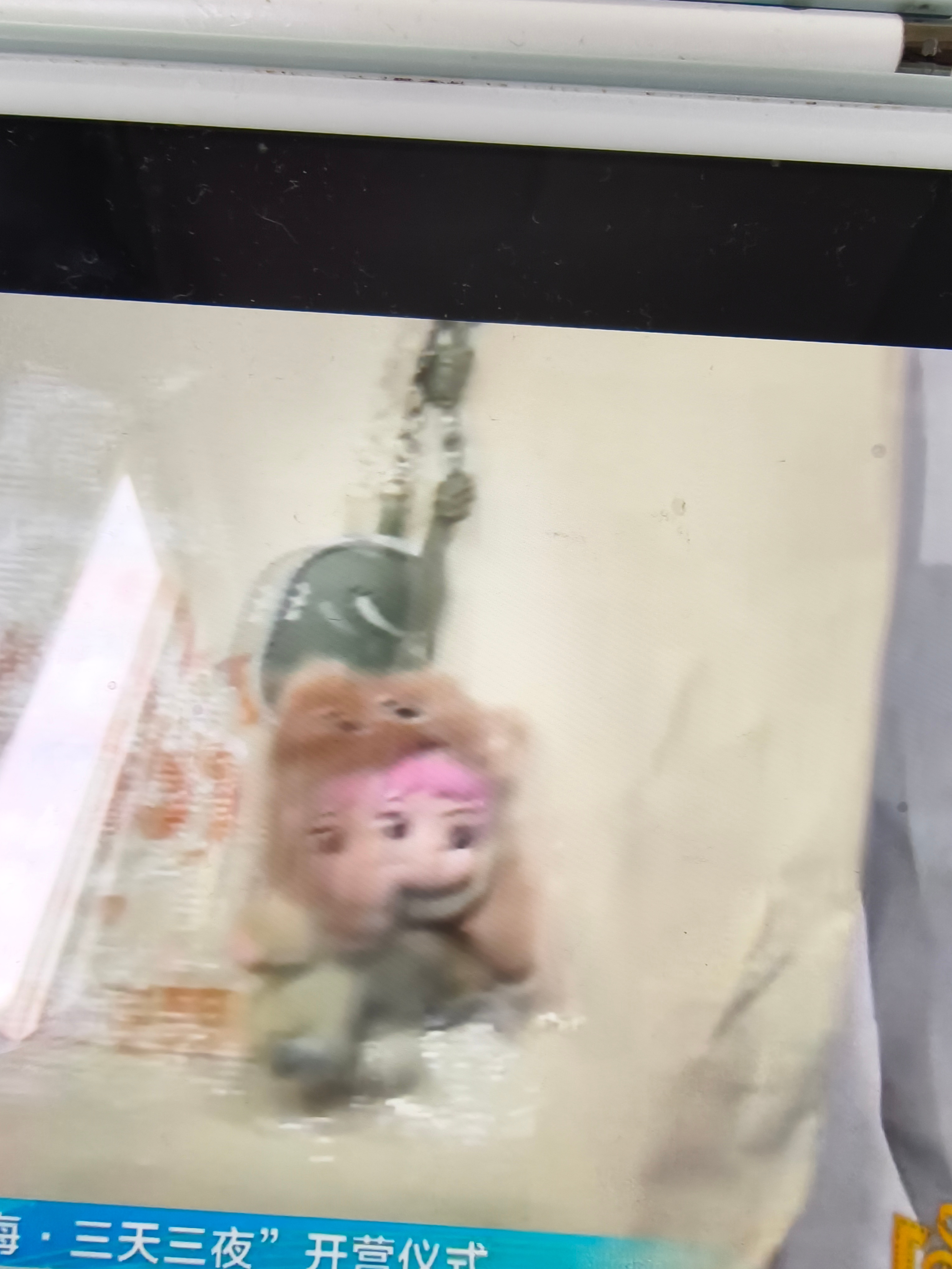 星辰大海一人一只wakuku啊？！好萌