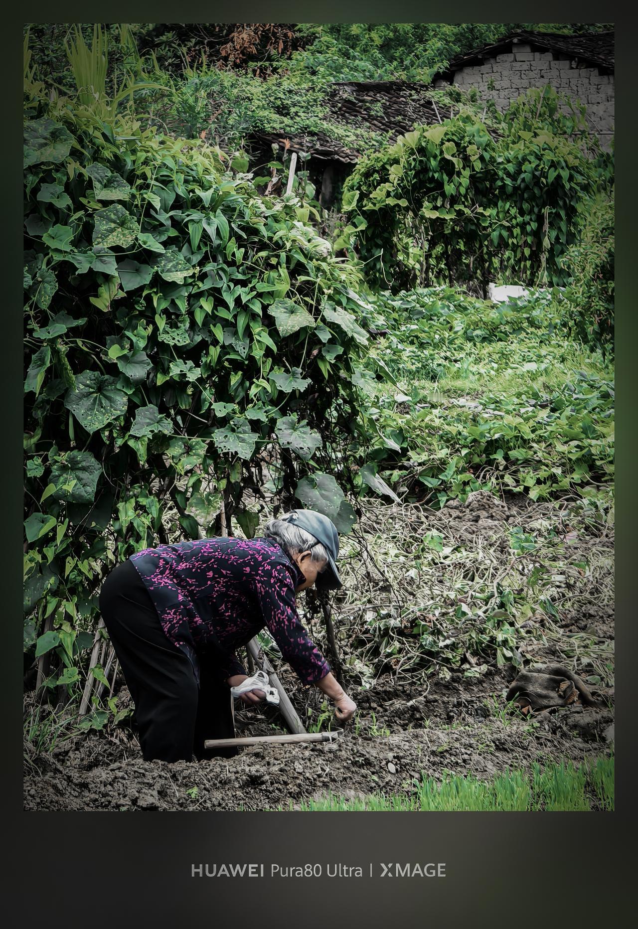 2026华为影像大赛，花粉影像，Pura80ultra XMAGE影像，菜地种菜