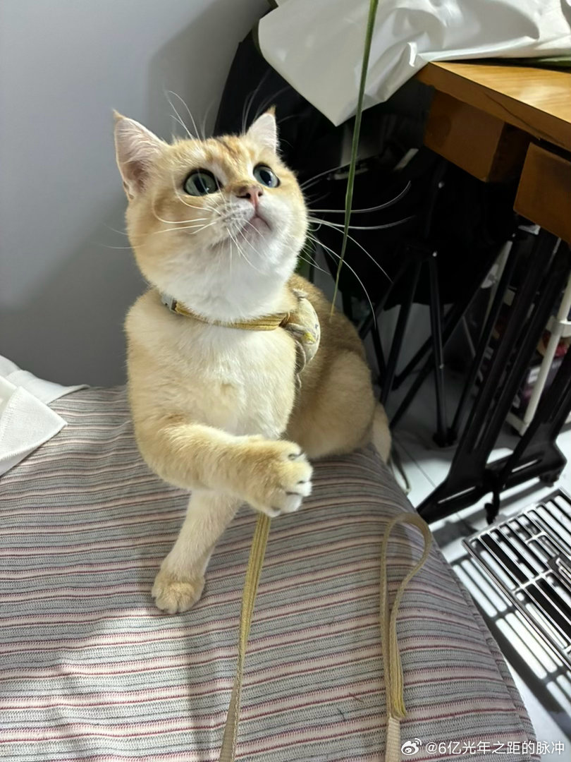 猫猫喜欢上裁缝铺大姐那，因为裁缝铺大姐给猫猫吃好吃的猫粮[yeah][柯基] ​