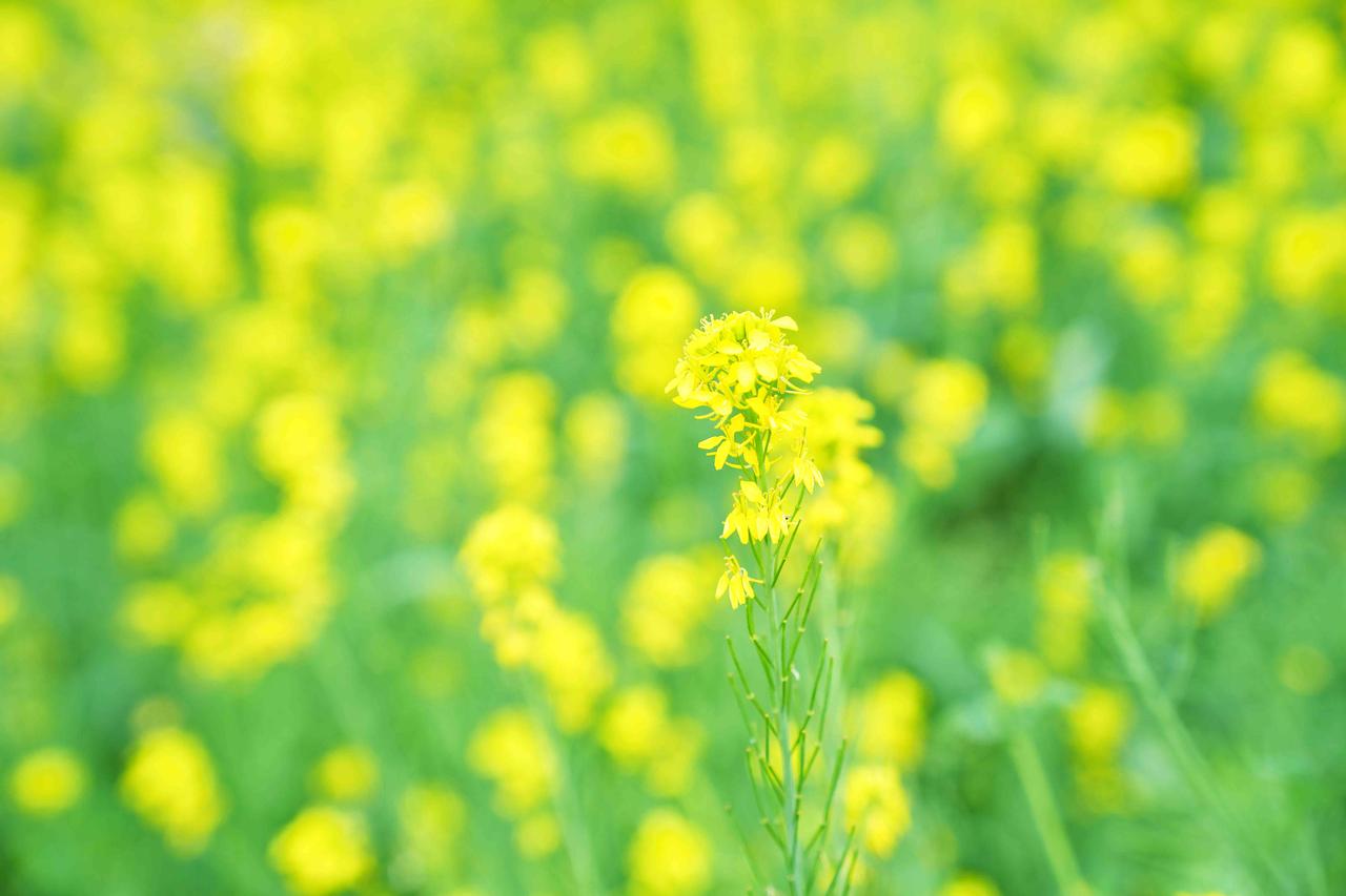 地理冷知识：甘肃最南端的陇南，在3月就拥有了姓名。这里不是大漠孤烟，而是满目金黄