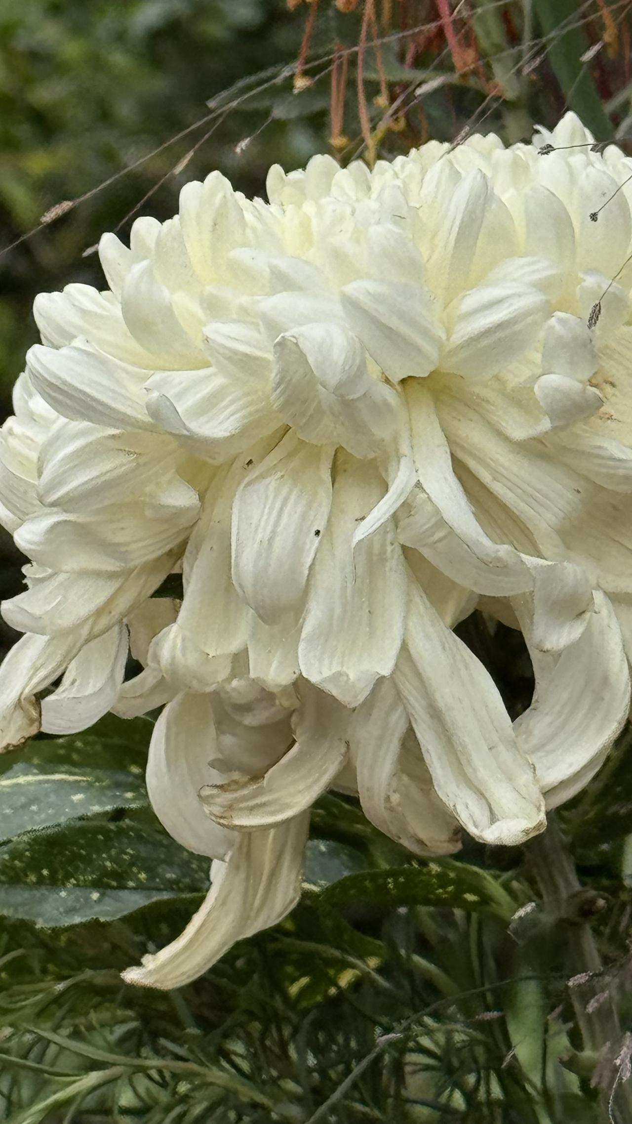 不知道人活着为了啥，有病眼睛止坏了，好的眼睛右眼外侧也止坏了！黑黑的什么都看不清