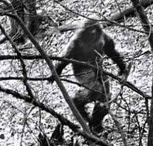 1956年，解放军在云南原始森林深处，发现一群衣不蔽体，蓬头垢面的男男女女。
