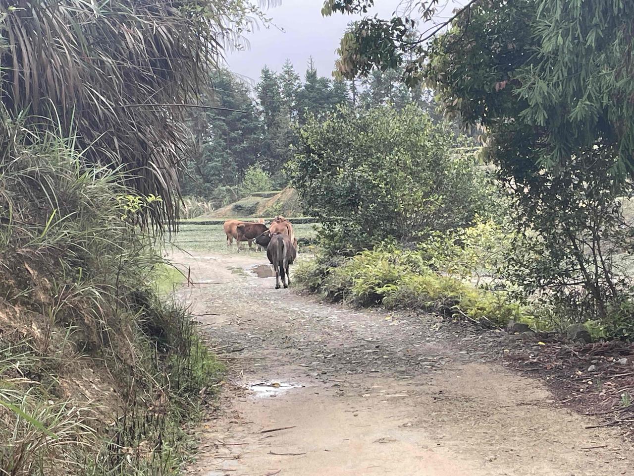 春风轻拂，花开满枝，万物都在温柔苏醒。
漫步在暖阳里，闻着草木清香，看云影流转，