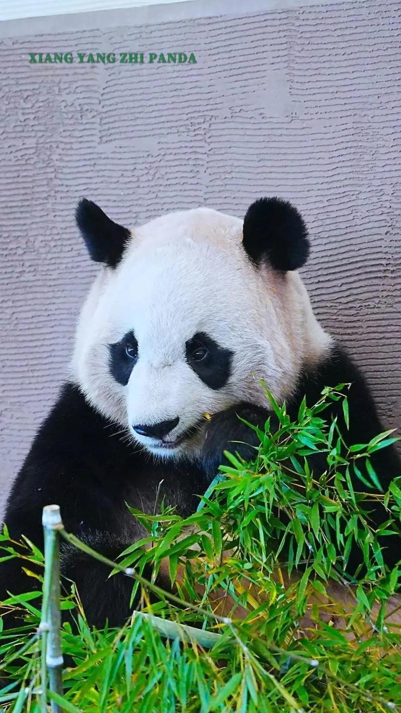 日本东京上野动物园租借“晓晓”和“蕾蕾”两只大熊猫，明年2月租借期满，“晓晓”和