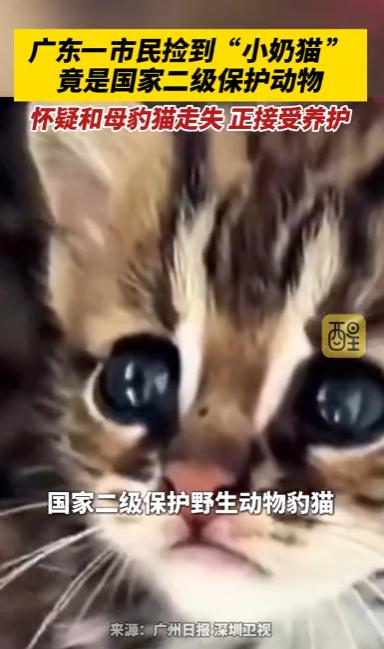 广东，一位热心市民在西江大堤附近散步时，突然听到路边草丛传来微弱急促的叫声，走近