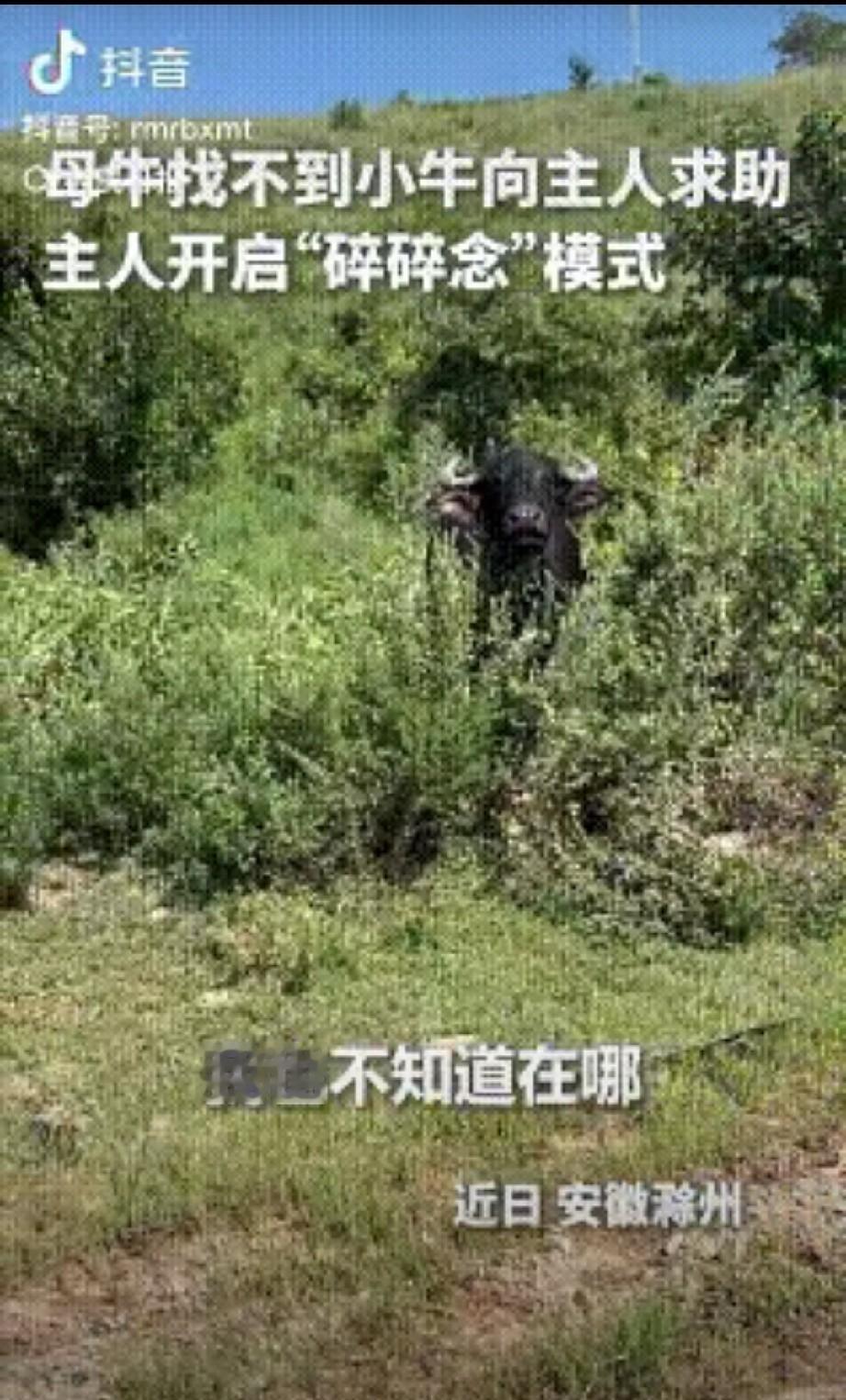 登上人民日报！滁州母牛弄丢小牛，主动找主人求助，一路挨训还句句回应
 
上人民日