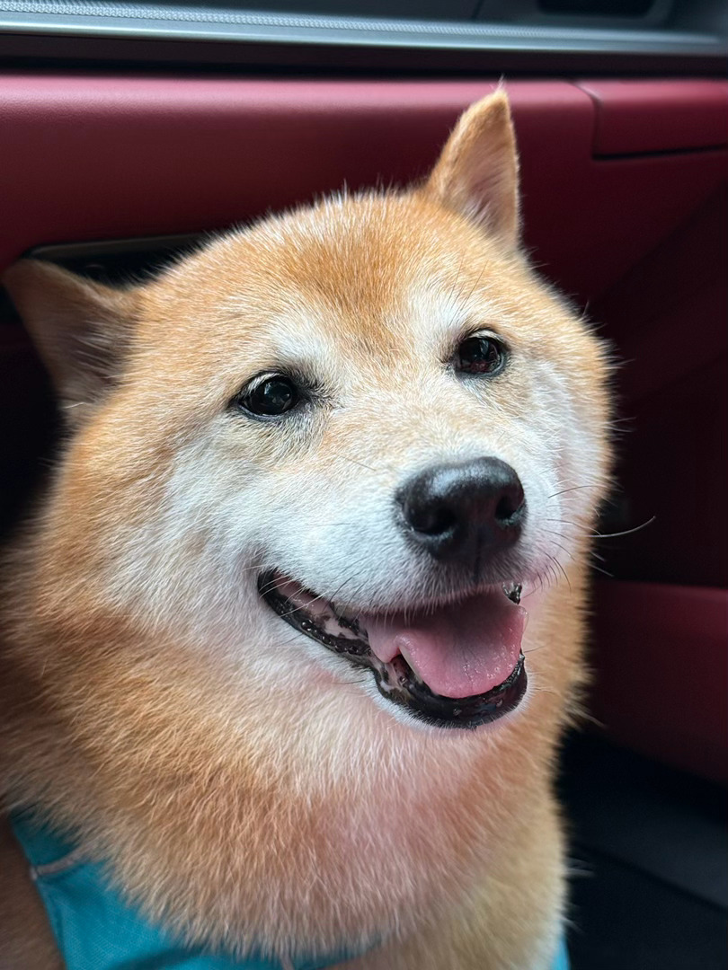 胖子出现萌宠的日常柴犬日常随手拍