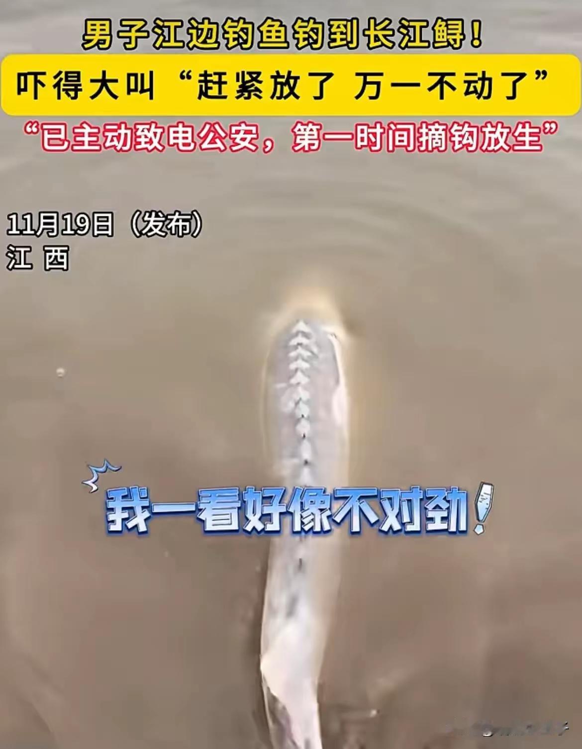 突发，11月19日，江西一男子江边钓鱼钓上“怪鱼”，一看有黑色脊背他就觉得不对，