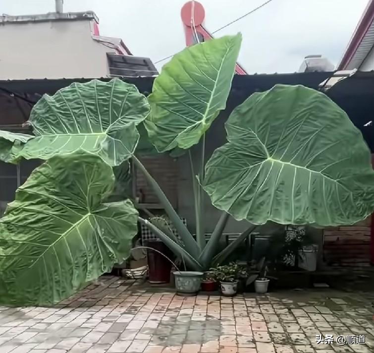 今天休息
睡了一天
没有什么比睡个好觉
更让人心安的了
