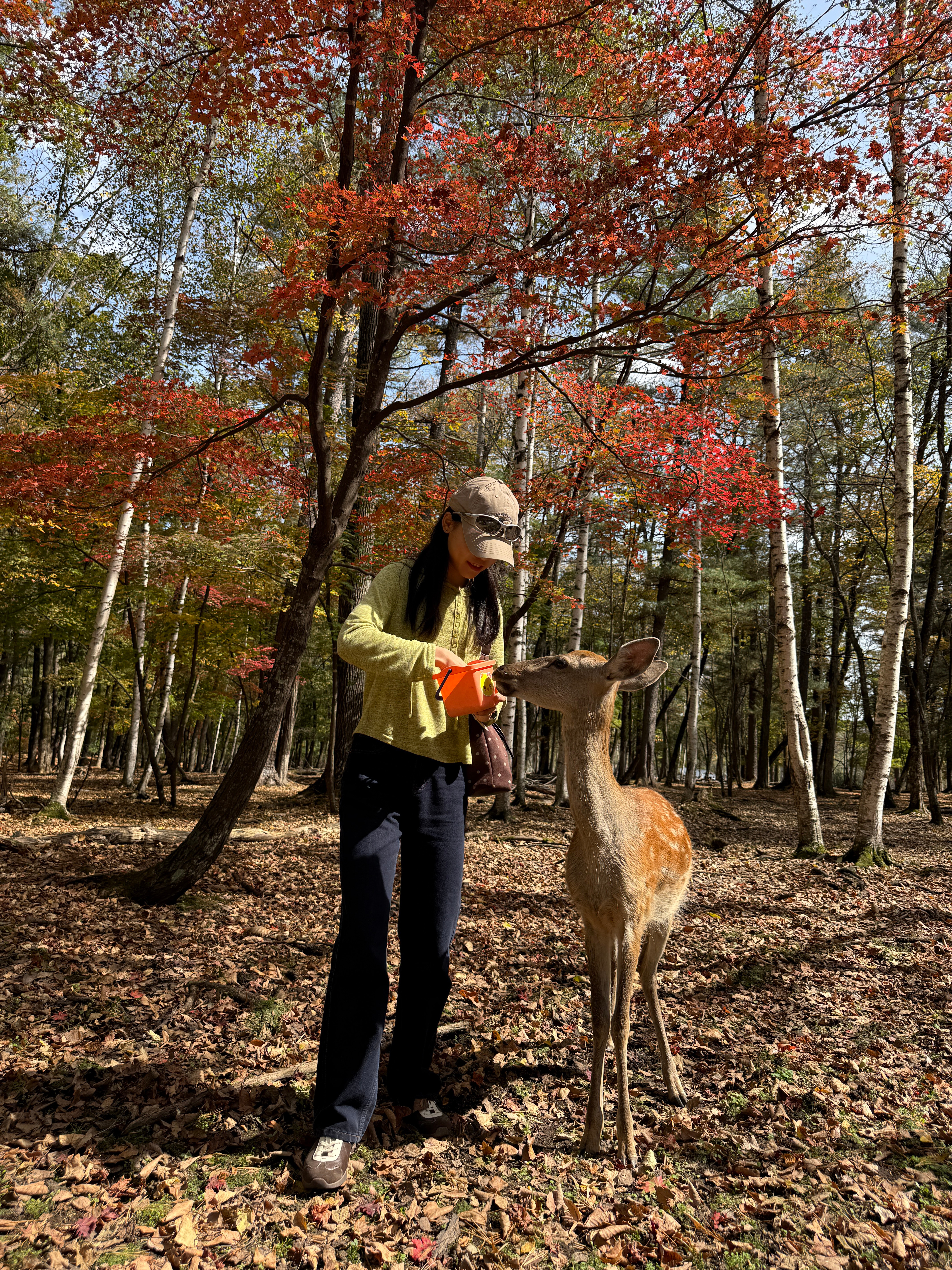林深时见鹿🦌 