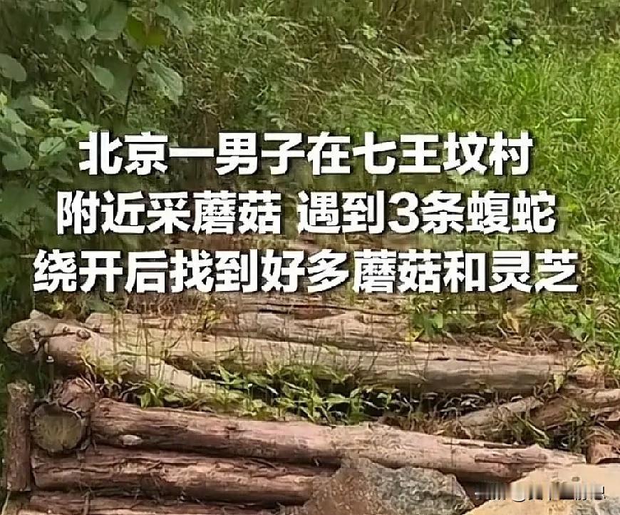 北京一男子在七王坟村附近采蘑菇，遇到3条蝮蛇，绕开后找到好多蘑菇和灵芝。
 
这