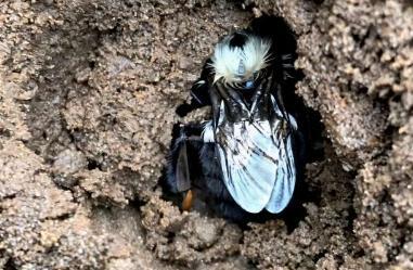 Bumblebee Queens Prefer to Live in a Tox