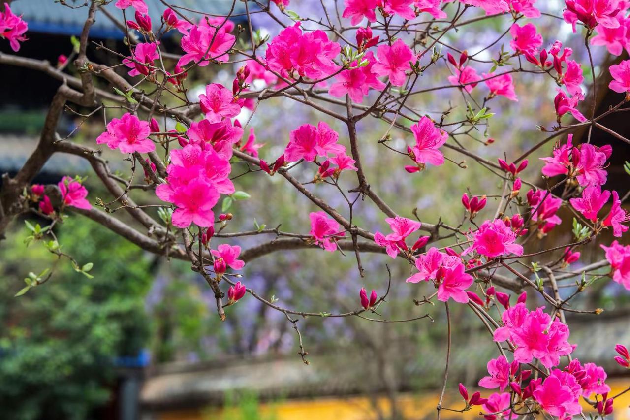 西昌大石板古村