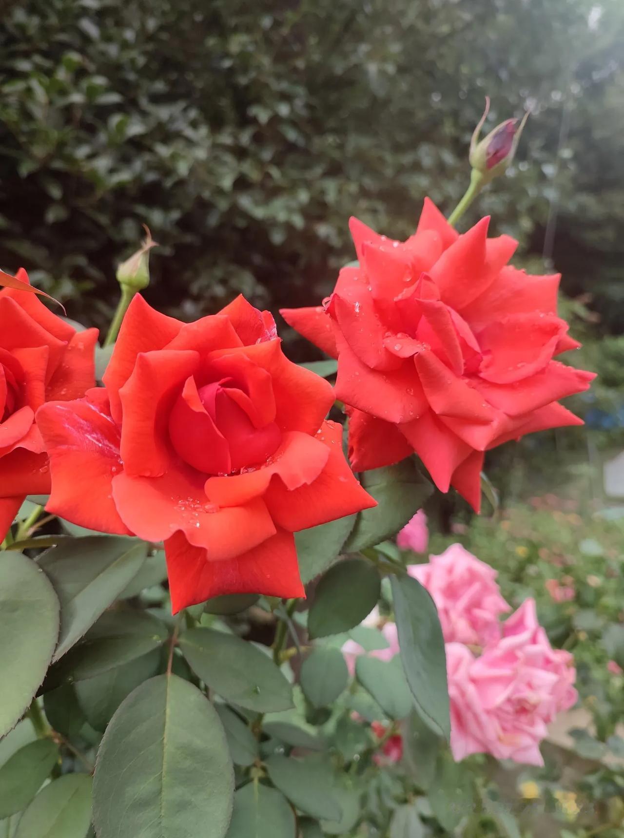 晒晒你拍的月季花