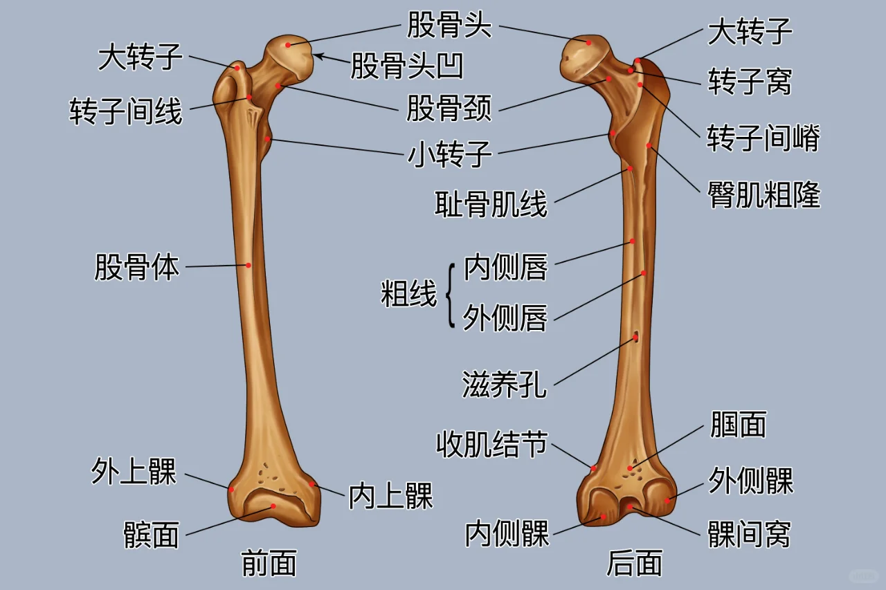 股骨解剖图