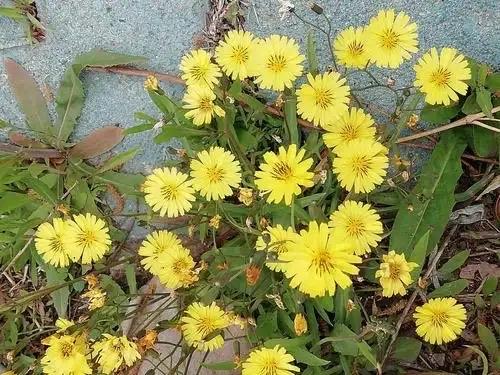 天淨沙 · 夏思

四重六百年馨。
八方歲月清明。
萬古江山化情。
趁時遐想，