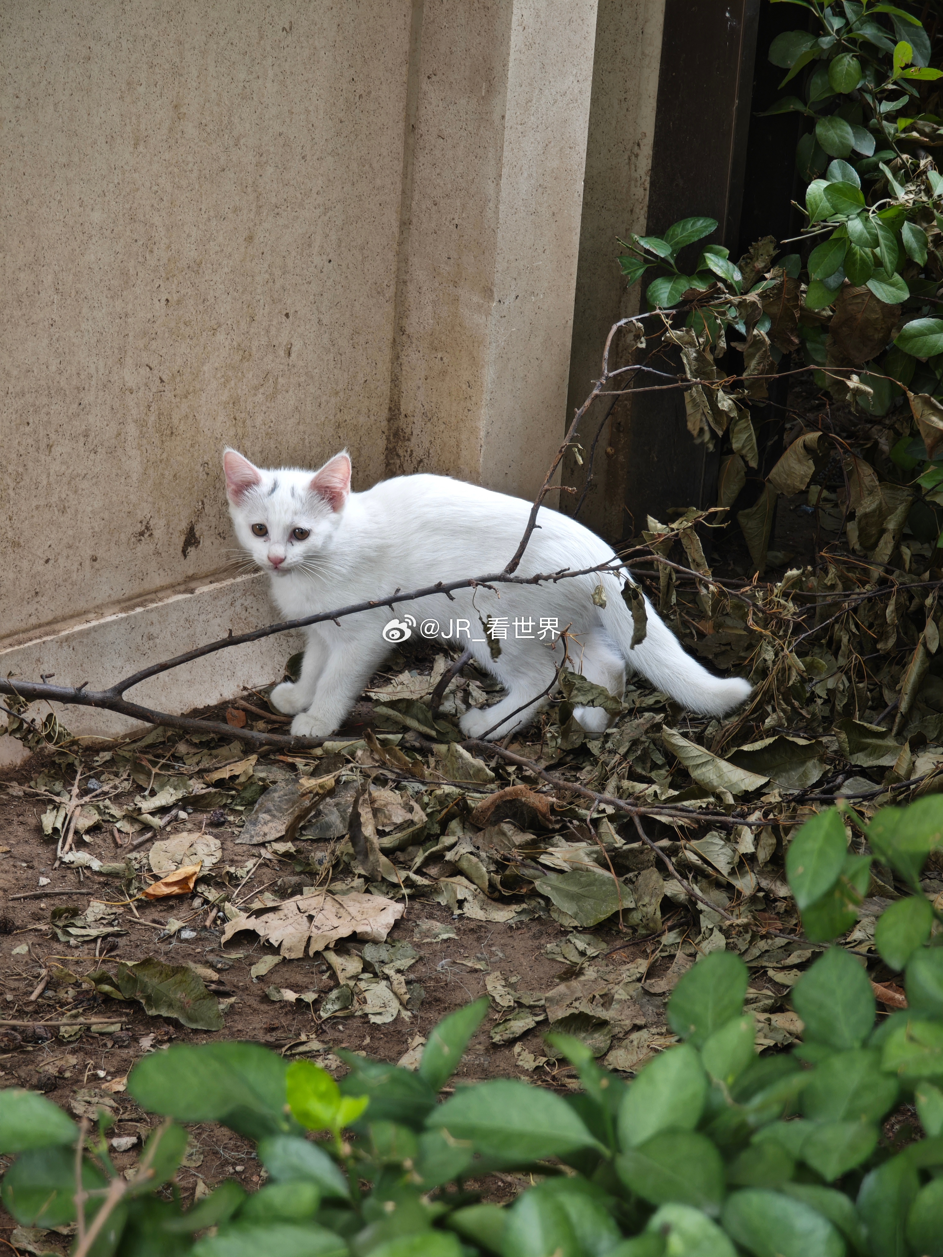 小区里长猫了，好多小猫，好多人投喂，还是好人多呀猫咪JR的世界