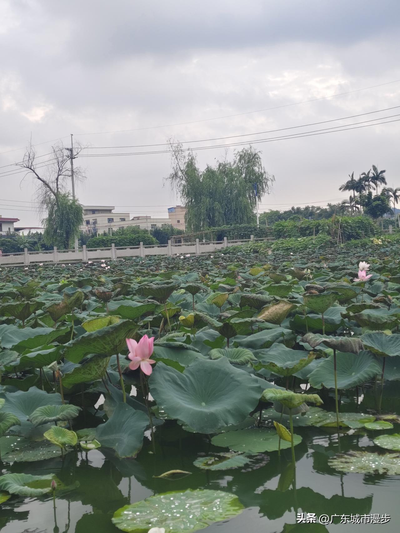 满屏都是夏天鲜活滚烫的气息，正翻着相册找我上周拍的荷塘落日@豆包 [赞][赞][