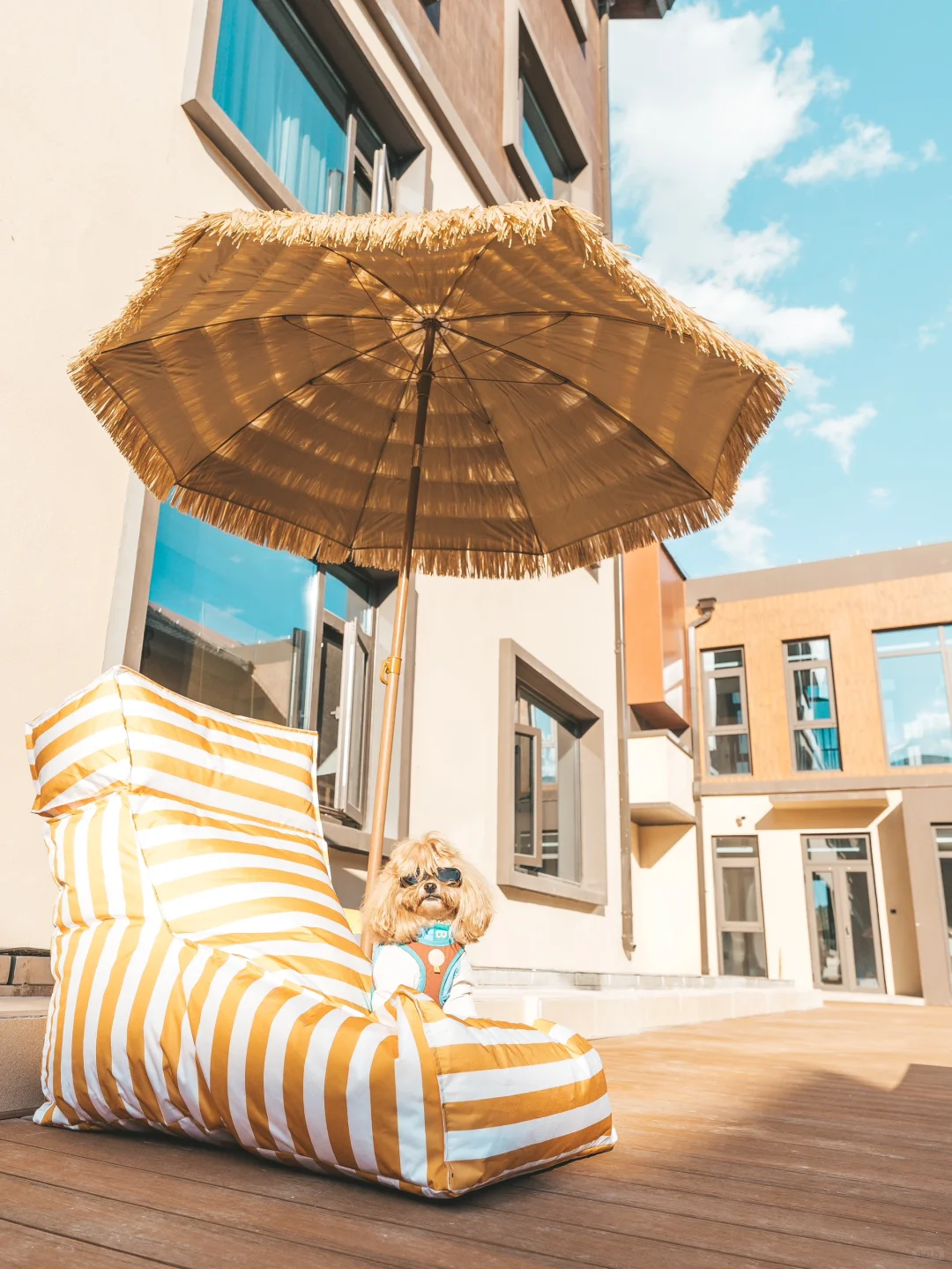 带小狗住度假酒店⛱️